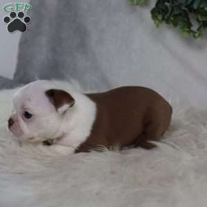 Bugg, Boston Terrier Puppy